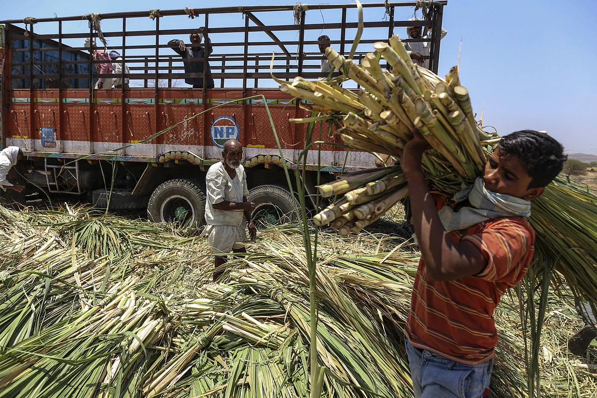 Workers unload sugarcane tops at a cattle shelter in Beed district, Maharashtra, India. (Photographer: Dhiraj Singh/Bloomberg)