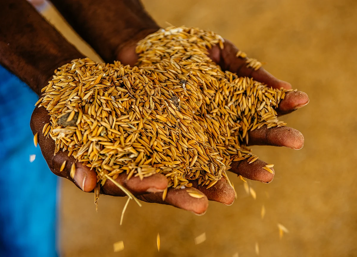 CCEA May Raise Minimum Support Prices Of Paddy, Ragi Today