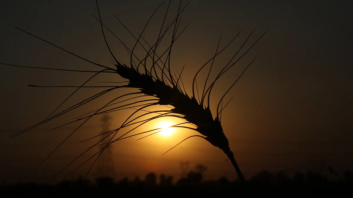 Wheat stalks stand in a field during a harvest near Sonipat, India. (Photographer: Pankaj Nangia/Bloomberg)