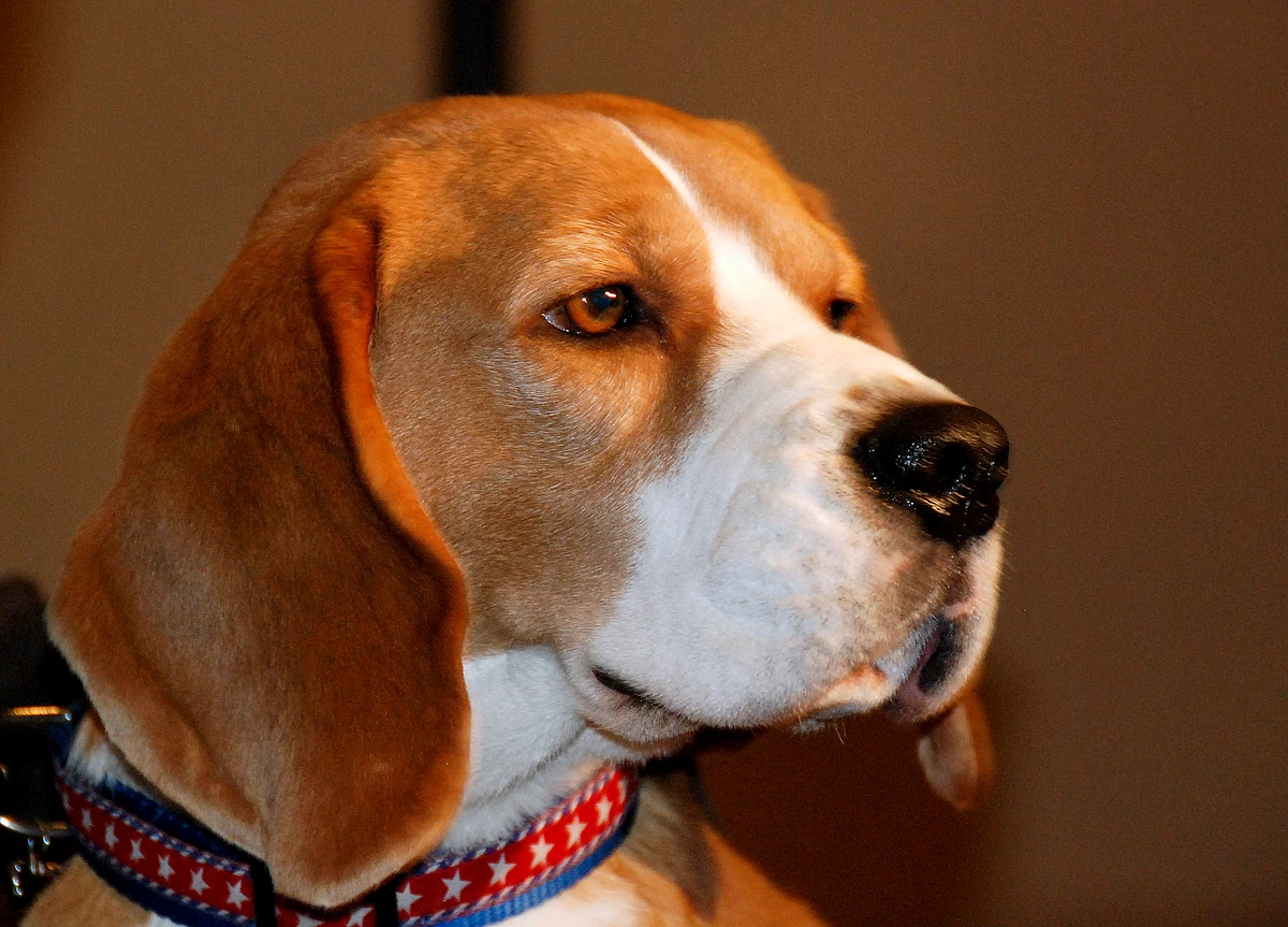Must Love Dogs? If You Want the Job