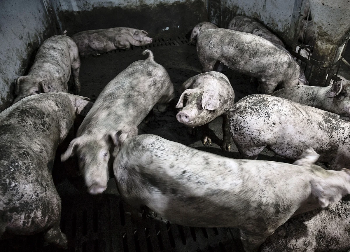 Ex-Googler Wants to Upend Pigs and Hotels With the Blockchain