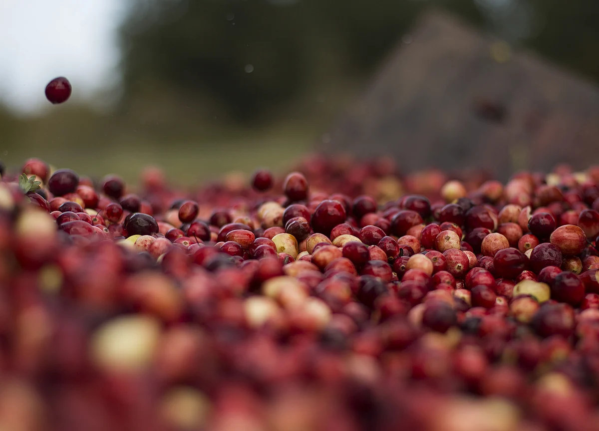 U.S. Cranberry Industry Is Early Casualty of Incipient Trade War