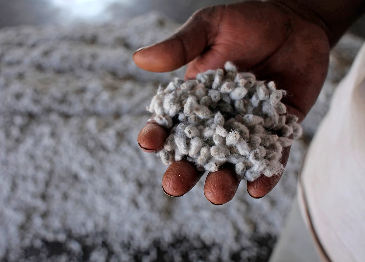 Kaveri Seed Q1 Review - Lower Cotton Seed Volumes Drag Down Overall Performance: Motilal Oswal