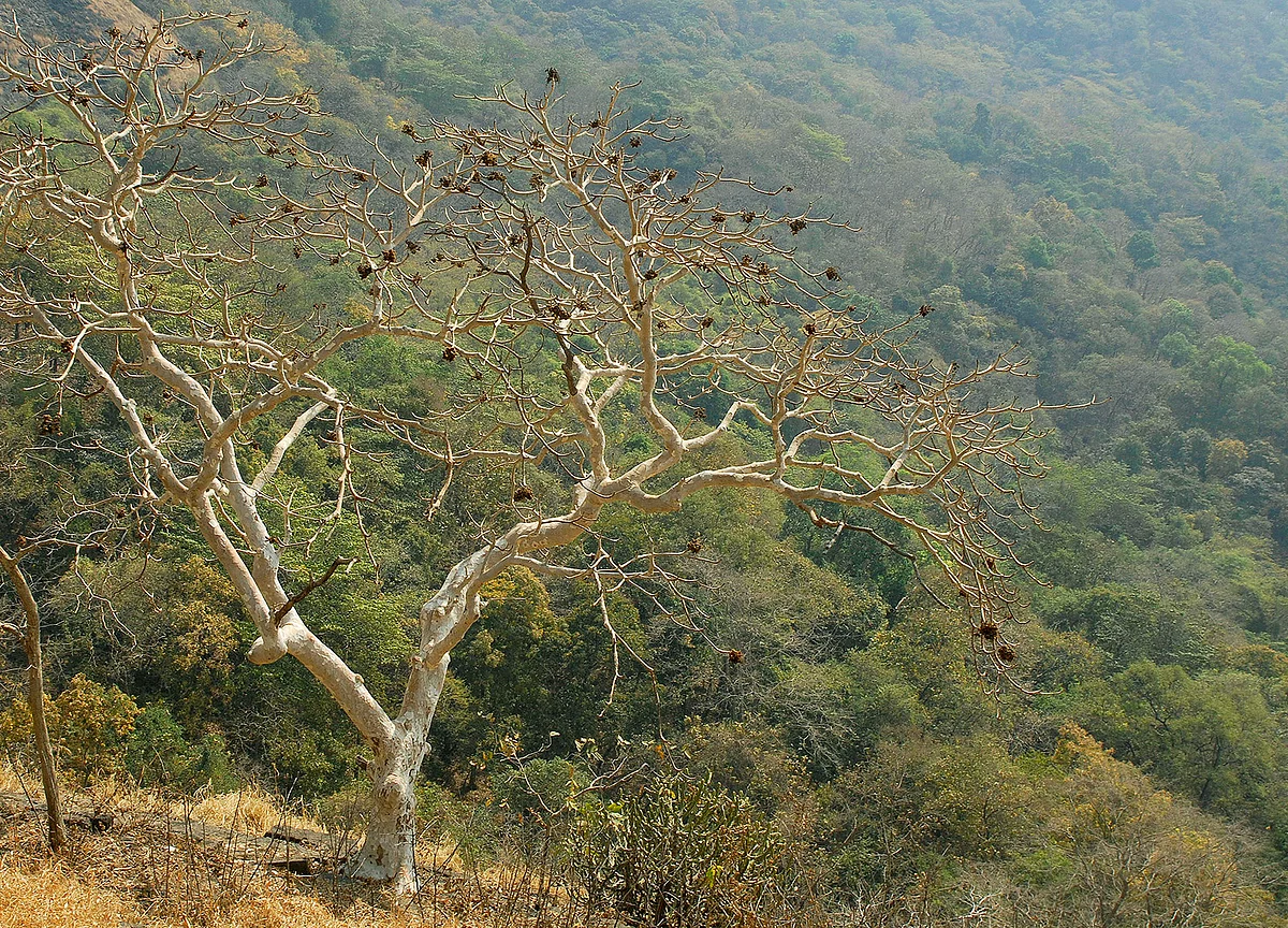 Supreme Court Suspends Environmental Clearance Granted To Goa’s Mopa Airport