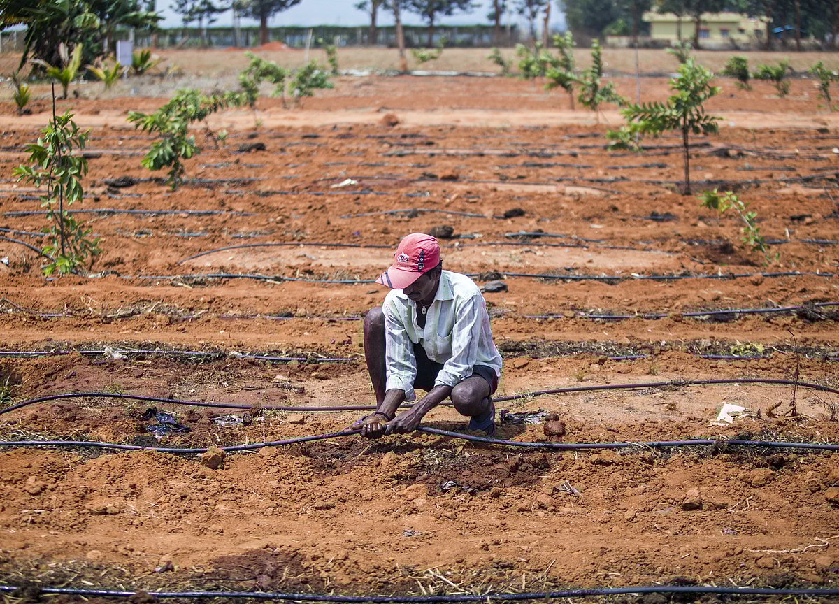 India Should Use Israeli Model Of Drip Irrigation System, Expert Suggests