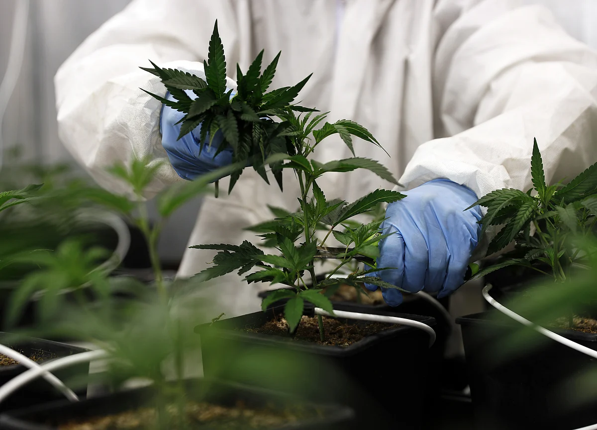 Wrigley Billionaire Moves From Chewing Gum to Medical Marijuana