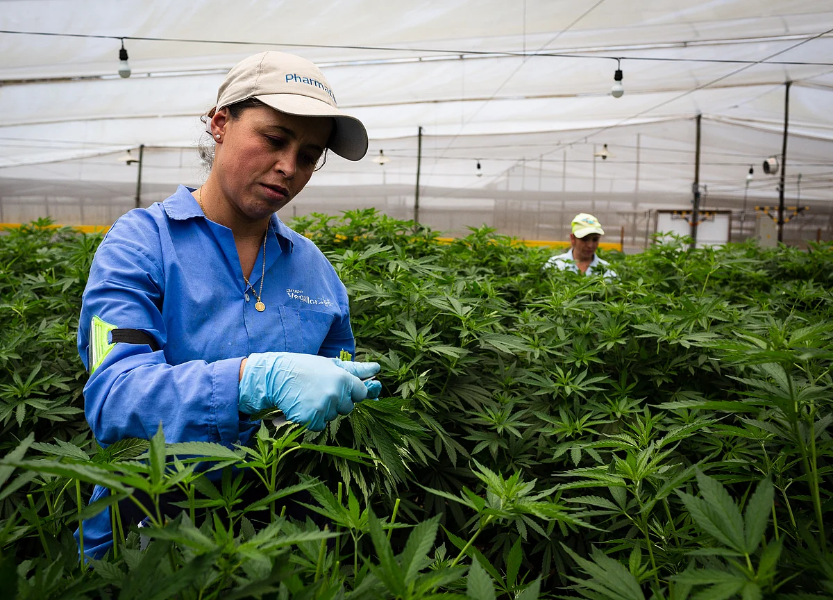 A Canadian Company Aims to Bring Cannabis Products to U.K. This Year