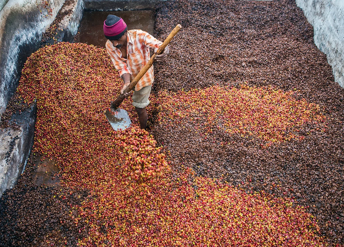 Coffee Waste Is Now Fetching a 480% Premium Over Coffee Itself