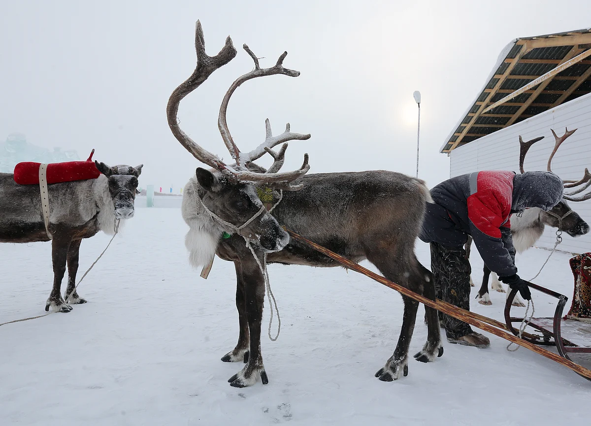 Sweden and Norway’s Long-Running Reindeer Feud Is Getting Worse