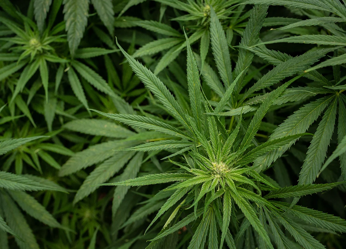 Pot Sector Focus Shifts From Legalization to Legitimacy