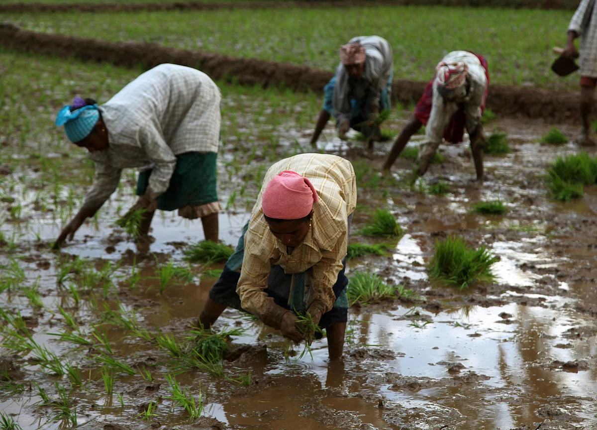 How India Could Cut Irrigation Water By 33% – And Reduce Anaemia, Zinc Deficiency