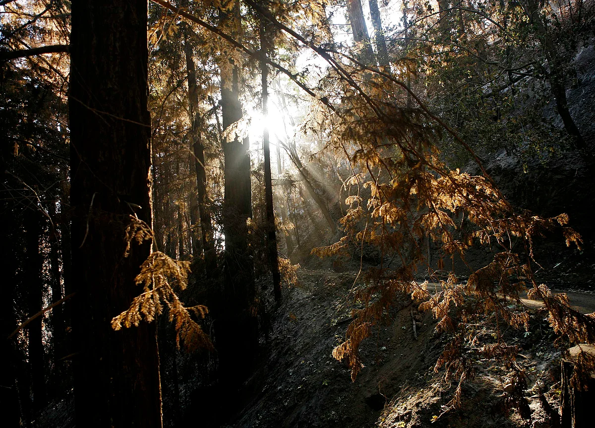 California Wildfires Stir Up Trouble for State's Power Grid
