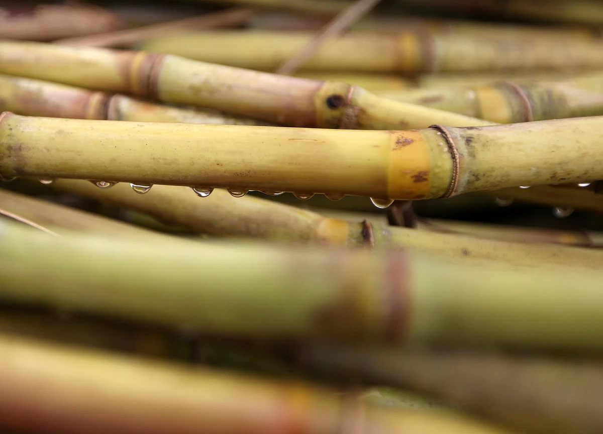 Government Hikes Sugarcane Price By Rs 20 Per Quintal