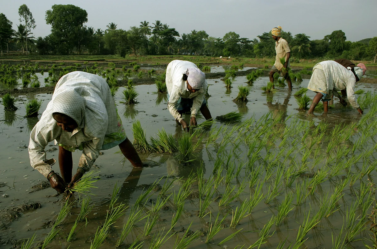 Farmers plant rice in the paddies near Madur, India. (Photographer: Namas Bhojani/Bloomberg News)