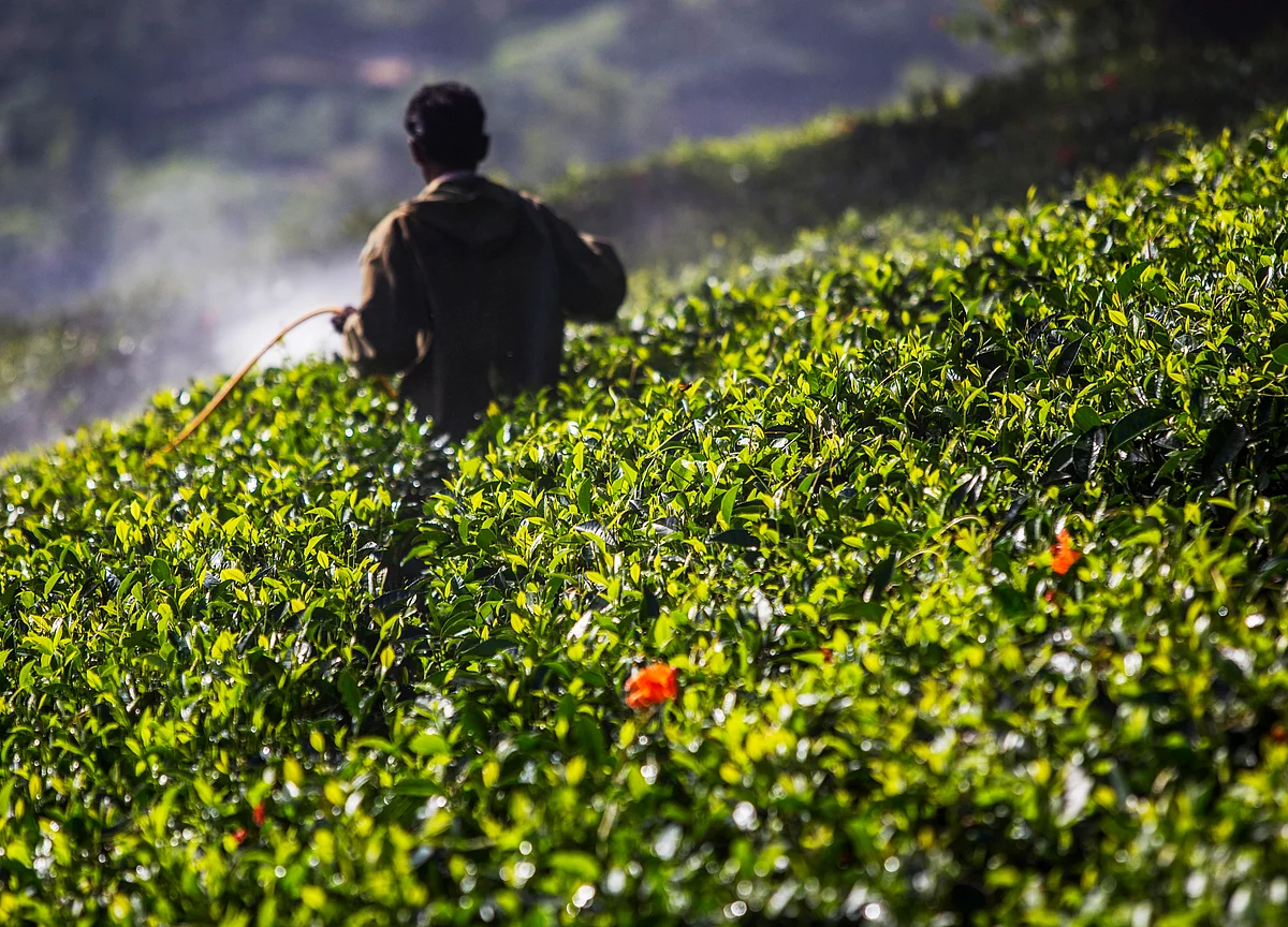 Dolat Capital: Dhanuka Agritech Logs Decent Q2 Amid Challenging Environment
