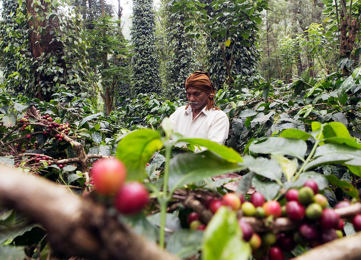 India's Coffee Output Seen Plunging to Two-Decade Low on Floods