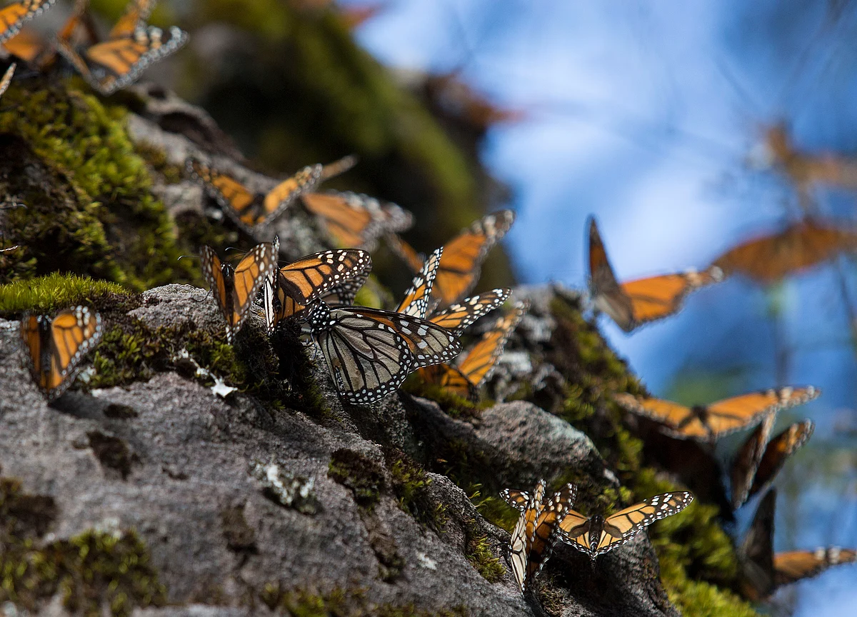 Income Support Schemes And The Butterfly Effect