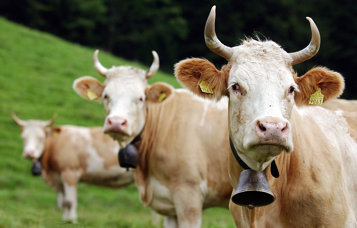 Dairy Farming Swiss Cows Get Too Fat For Their Own Good