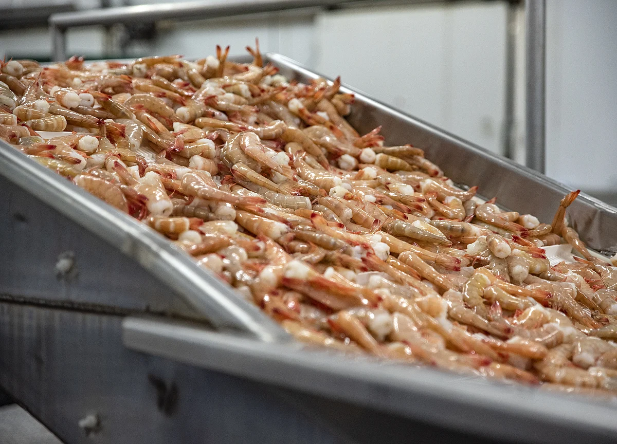 India’s Shrimp Exports To U.S. Fall For The First Time In At Least 18 Months