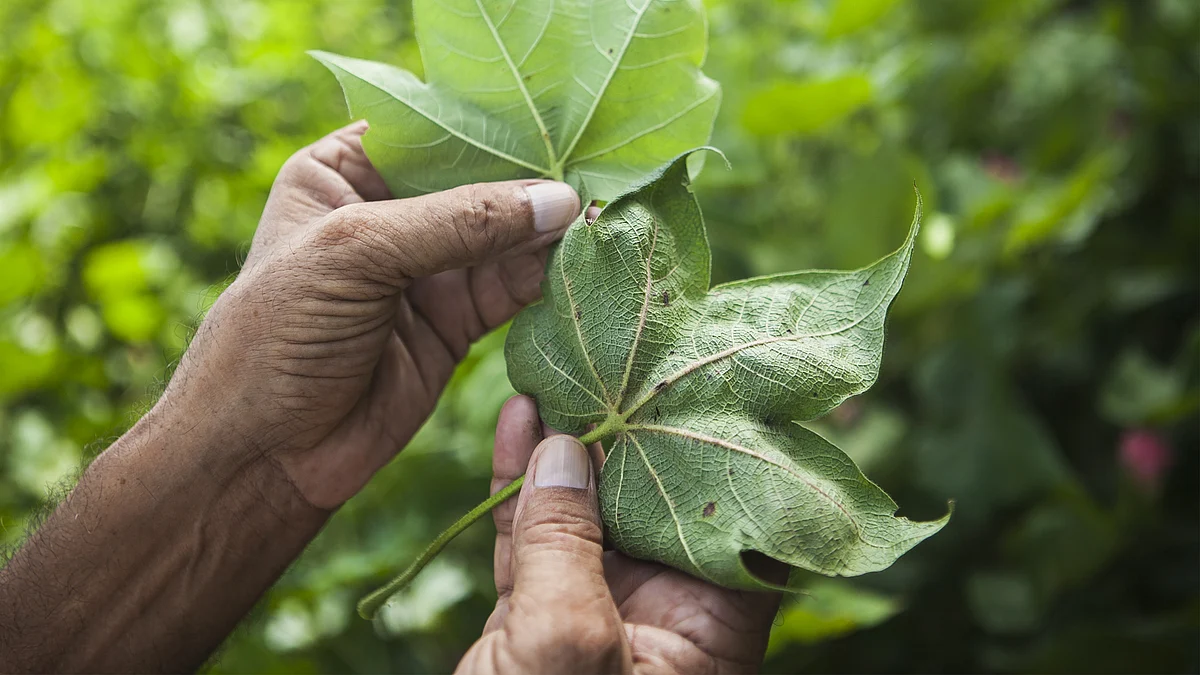 A farmer displays for comparison the leaf from a healthy cotton plant (left) and a leaf from a pest-ridden plant on his farm in India. (Photographer: Prashanth Vishwanathan/Bloomberg)