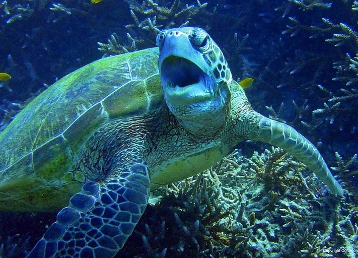Great Barrier Reef Showing ‘Signs of Recovery’