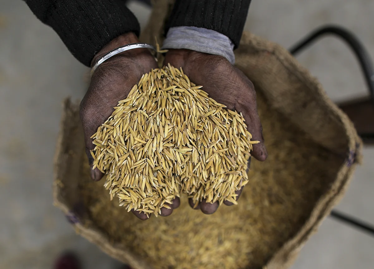 Government Buys 62.42 Lakh Tonne Kharif Paddy At MSP In Last 19 Days