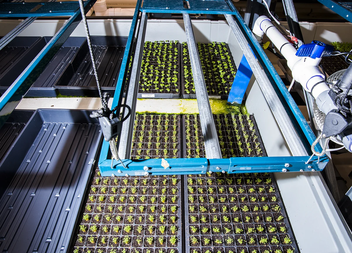 At This High-Tech Farm, the Boss Is an AI-Powered Algorithm