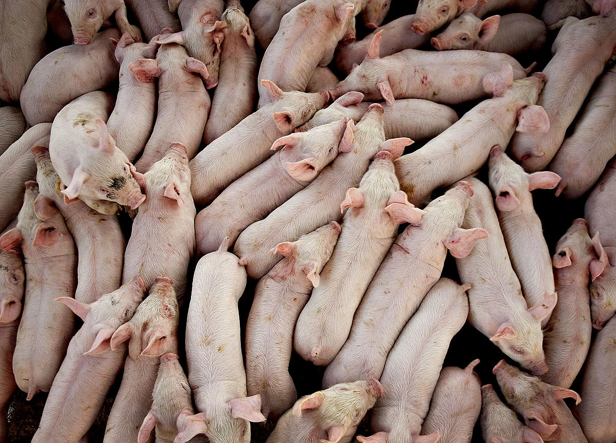 Chinese Bonds Feel the Chill as Deadly Swine Fever Spreads