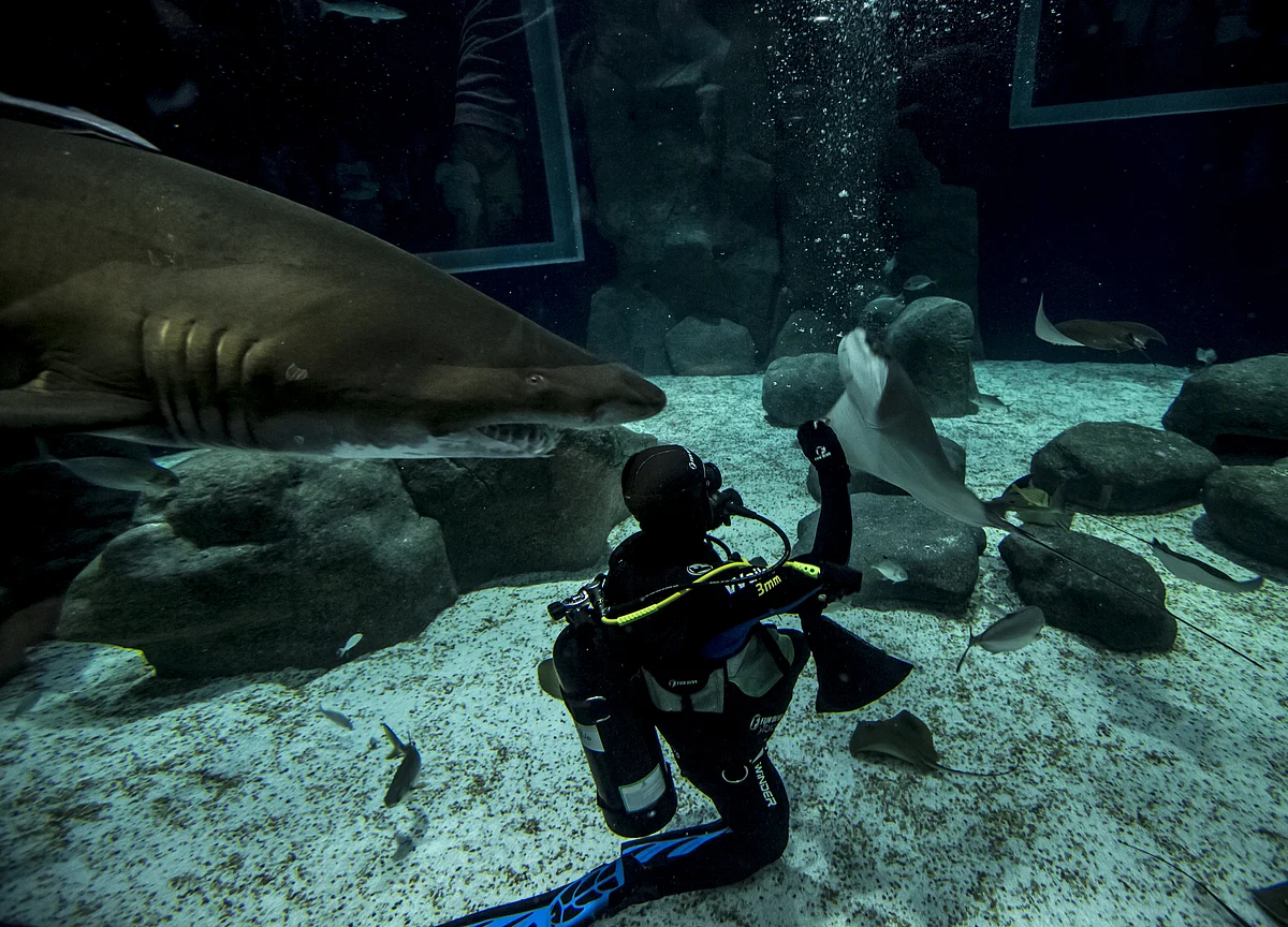 Drones and AI Ward Off Shark Attacks as Predators Hunt Closer to Shore