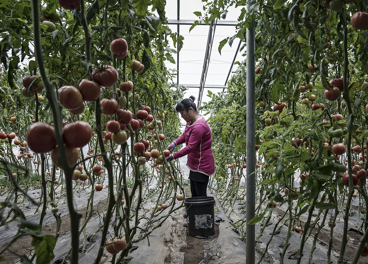A China Veggie-Selling App May Be Worth $7 billion
