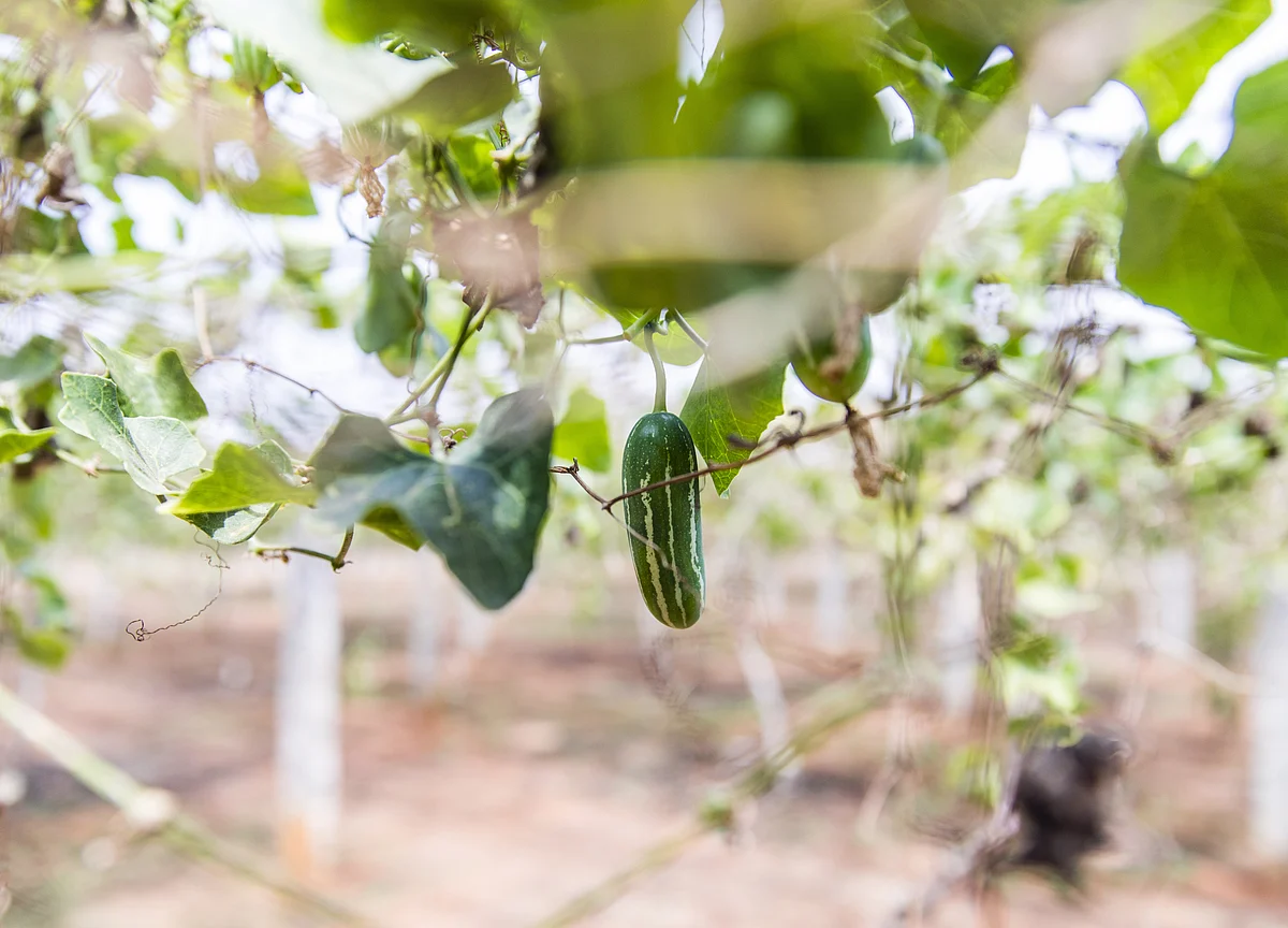 Startup Street: From Organic Farm To Fork...On A Budget