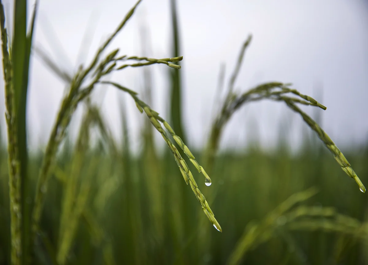 Crop Insurance: Waiting For A Technological Breakthrough