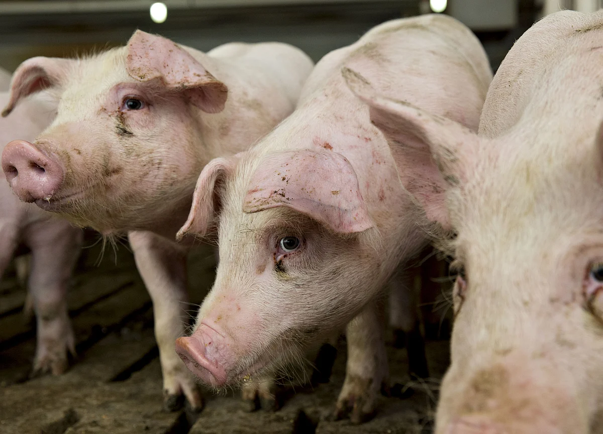 Why It’s Difficult to Find Organic Pork