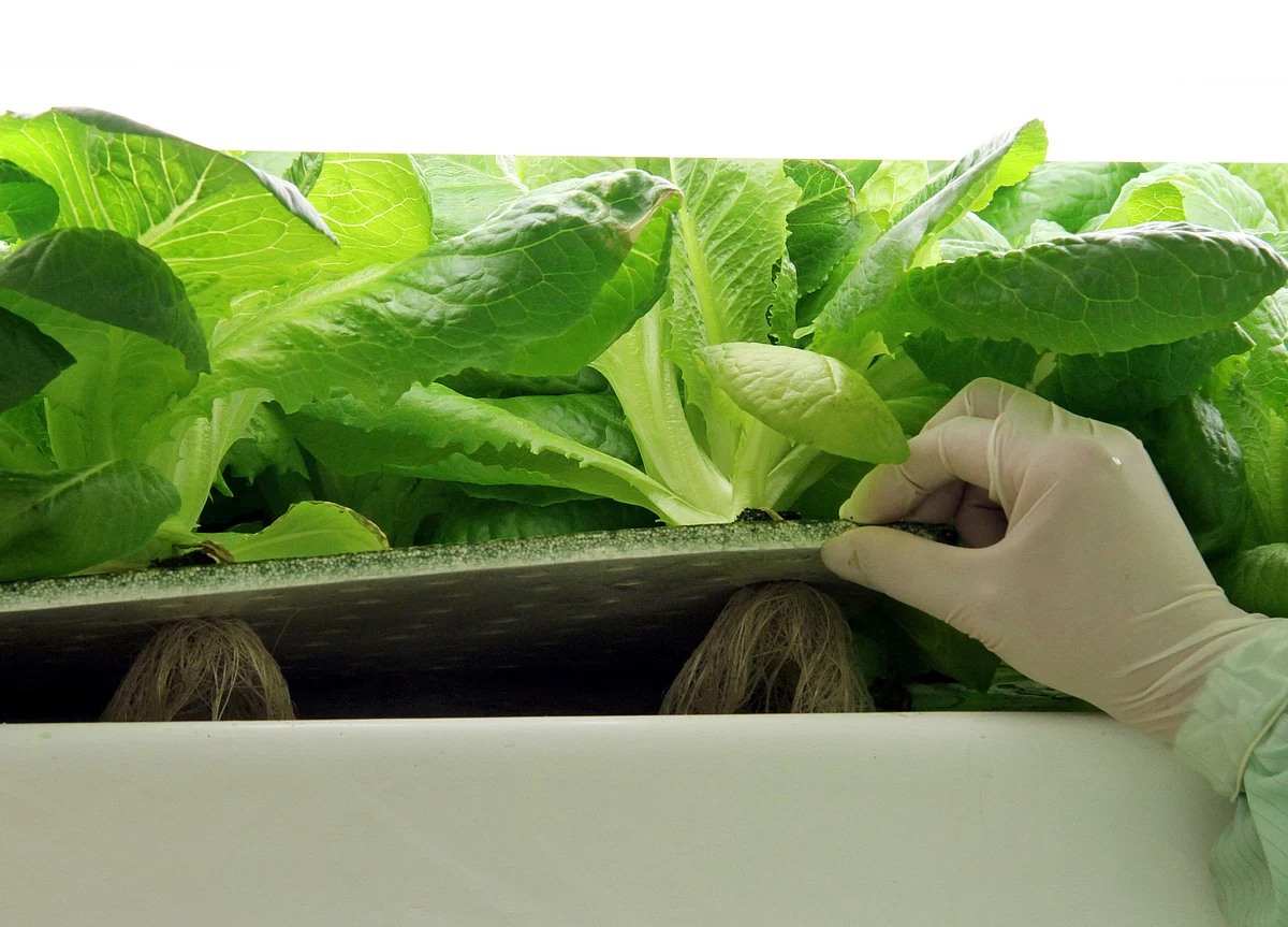 Lettuce-Farming Robots Might Grow Your Next Salad
