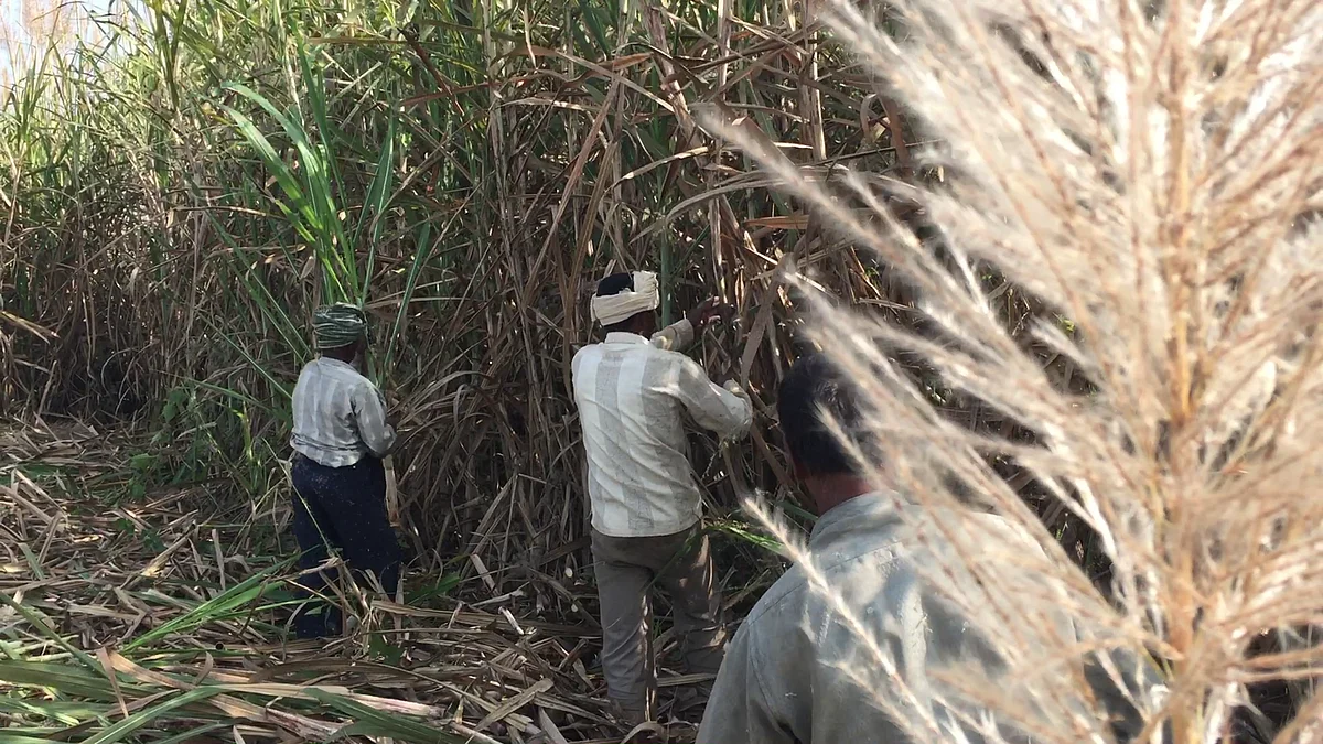 Budget 2019: This Village Shows All That Is Wrong With India’s Agriculture