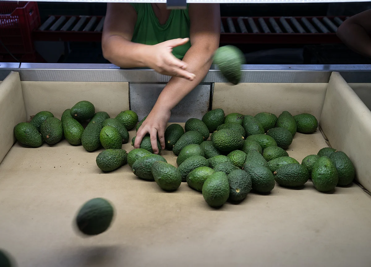 Avocados Are the New Coal for Hedge Funds Chasing Sustainable Cash