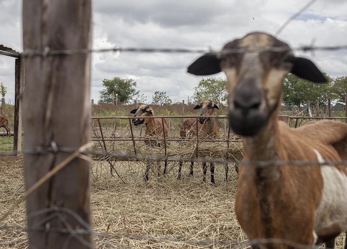 You’ve Got To Be Kidding! U.S. Town Elects Goat As ‘Mayor’