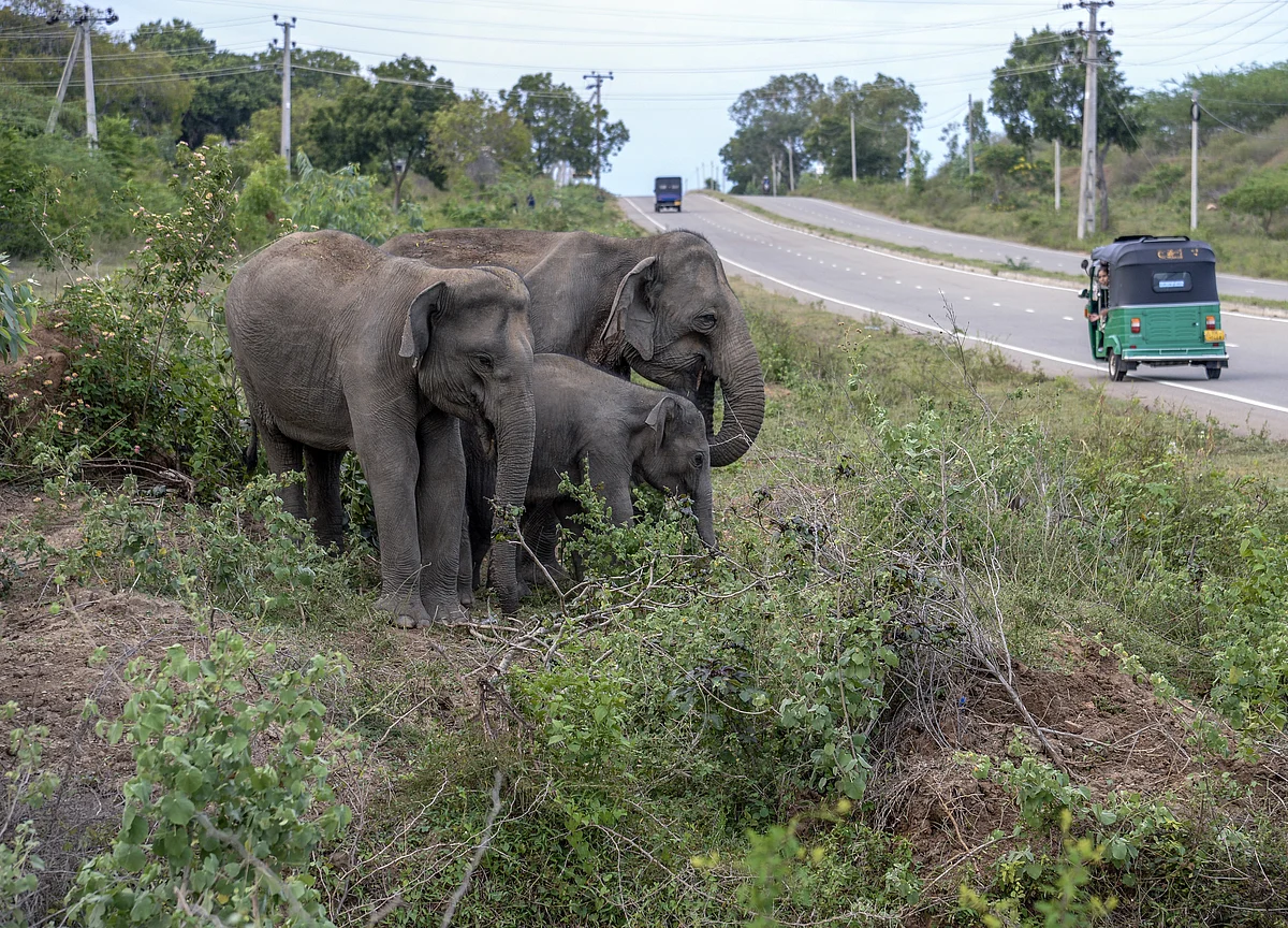 Country With the Most Elephants Wants to Lift Hunting Ban
