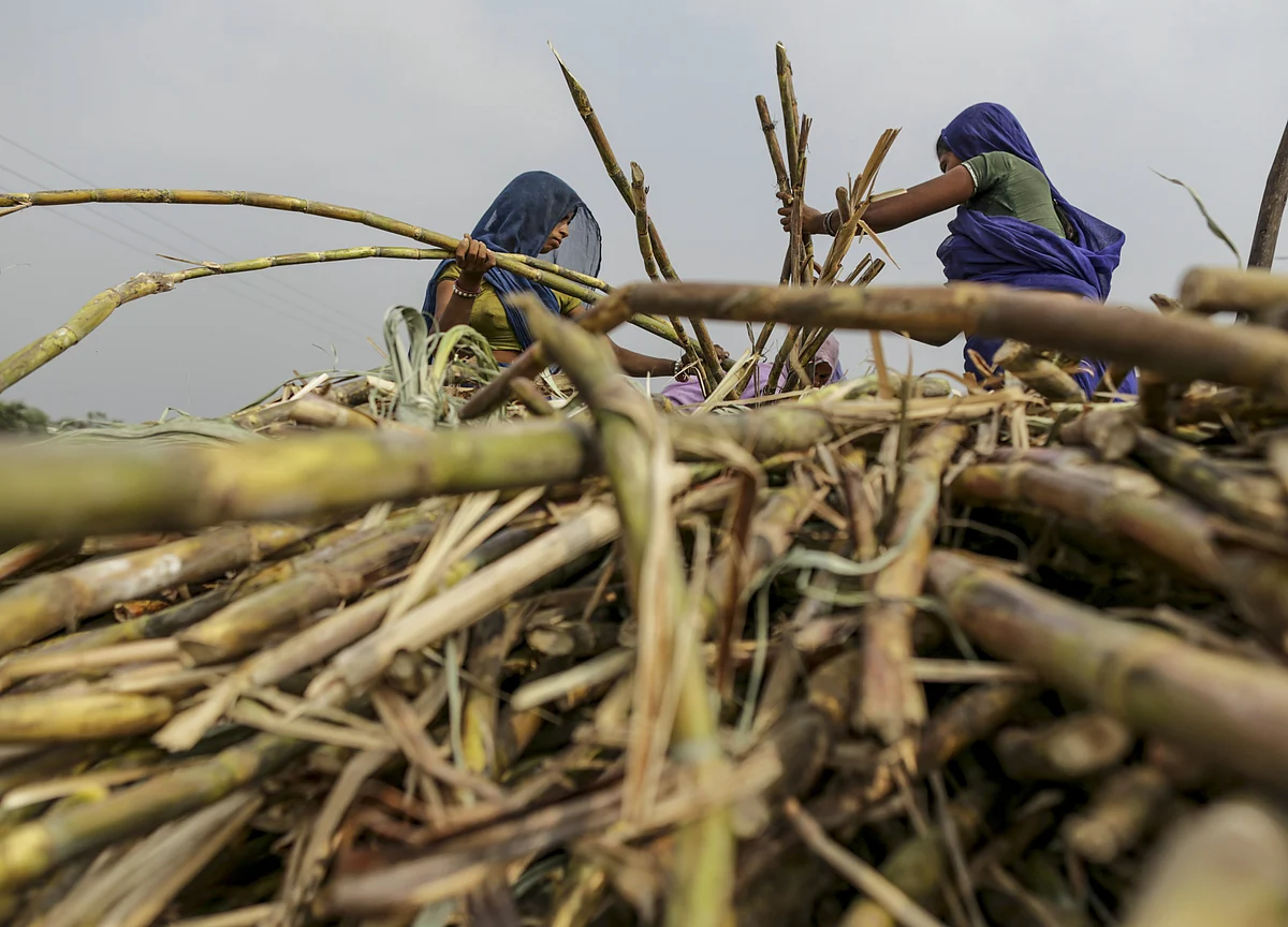 Sugar Output in India Seen Sinking to 3-Year Low Next Season