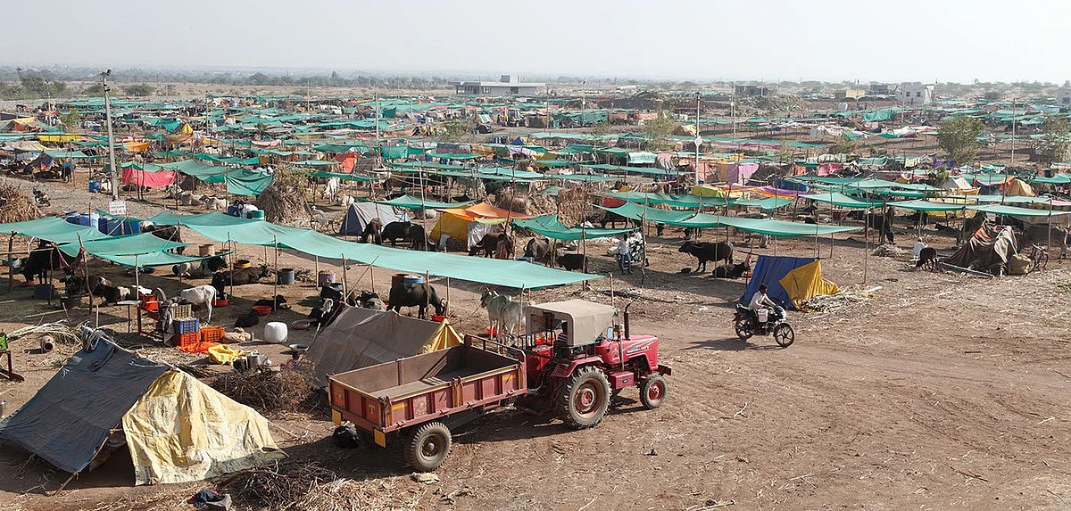The cattle camp near Mhaswad town is sheltering nearly 8,000 cattle from 70 villages across the Maandesh region. (Photographer: Binaifer Bharucha/People’s Archive of Rural India) 