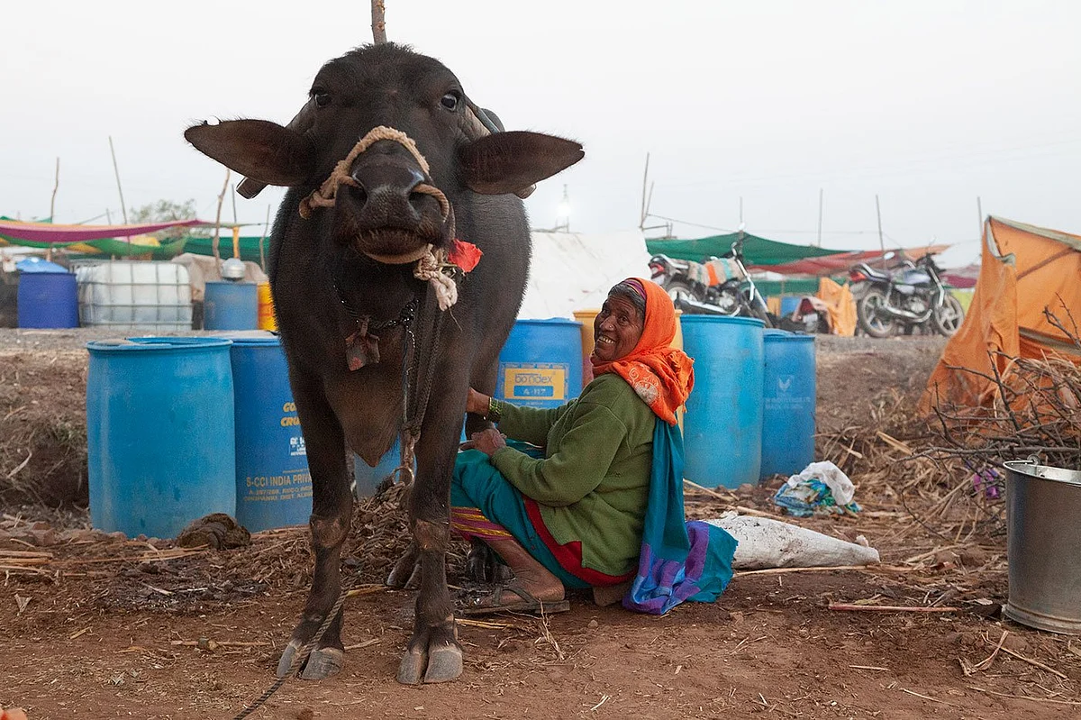 Lilabai Virkar is hoping to keep her animals alive through the drought. (Photographer: Binaifer Bharucha/People’s Archive of Rural India) 