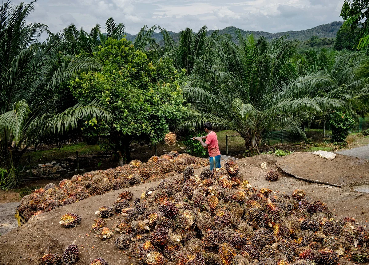 Holidaying in Malaysia? Why Not Visit Its Controversial Palm Oil Farms