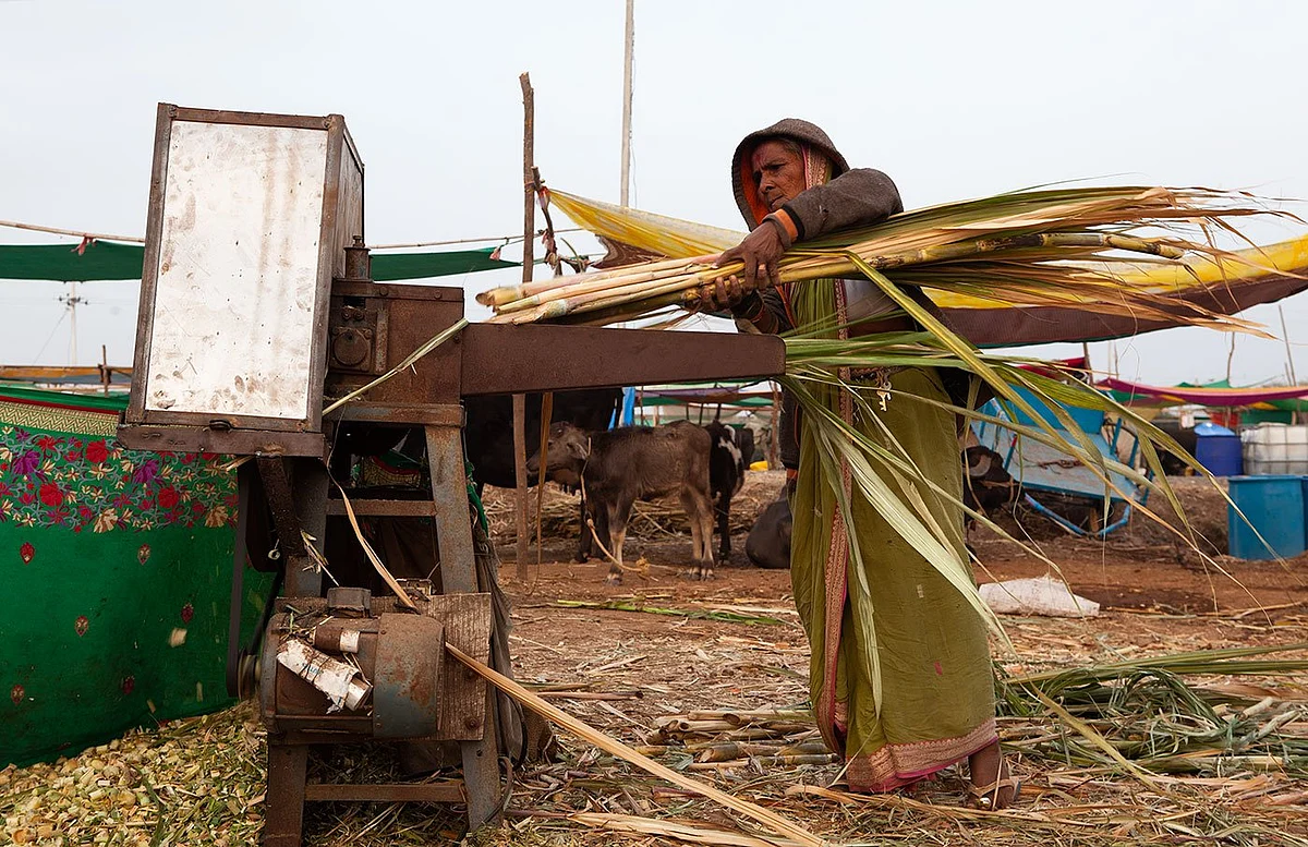 Ranjanabai Virkar from Masaiwadi cutting cane leaves in a machine for her cattle. (Photographer: Binaifer Bharucha/People’s Archive of Rural India) 