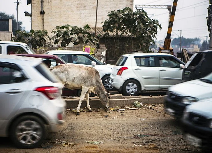 Cow Vigilantes in India Killed at Least 44 People, Report Finds