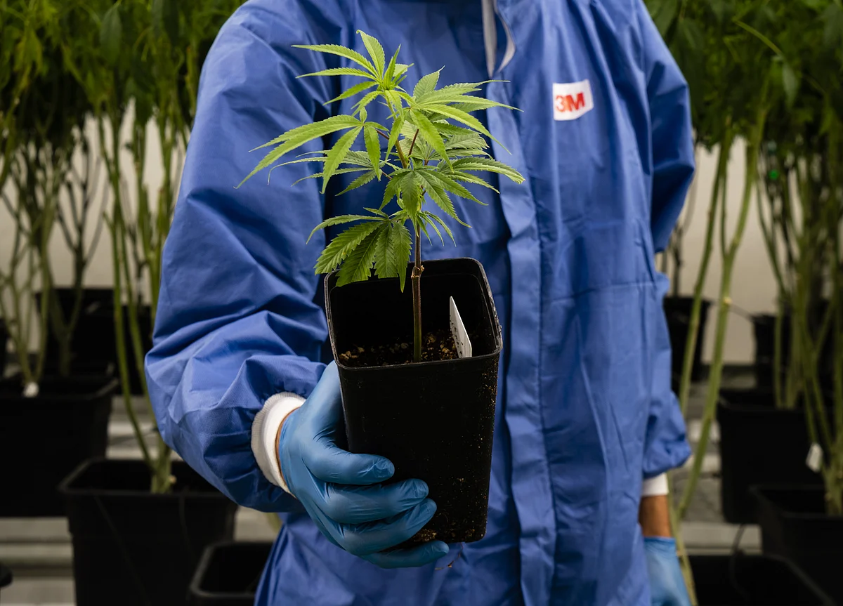 This Is How You Sell Pot to Rich People