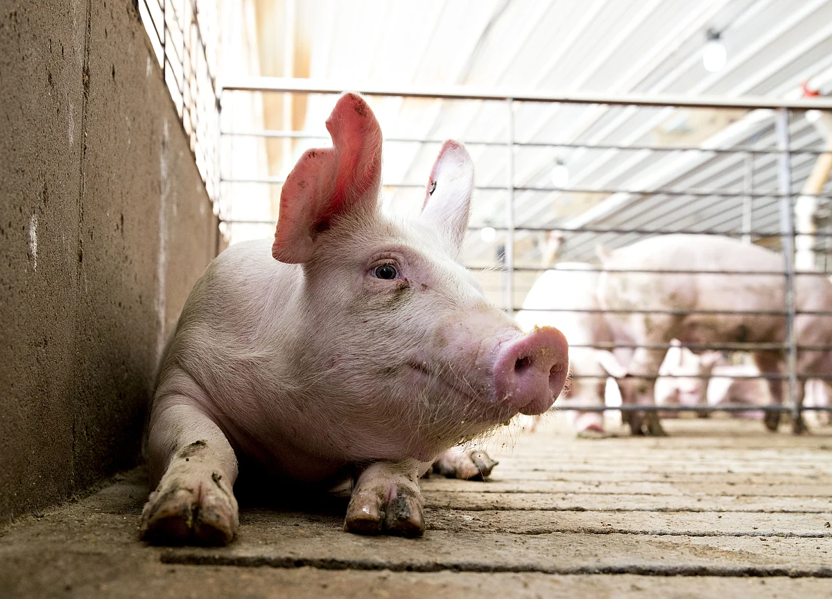 U.S. Seizes 1 Million Pounds of Smuggled Chinese Pork