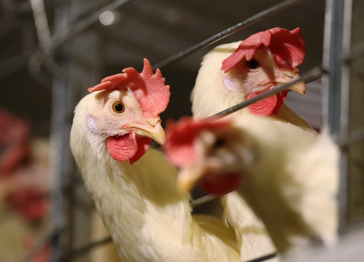 U.S. and China Discuss Chicken as Trade Talks Progress