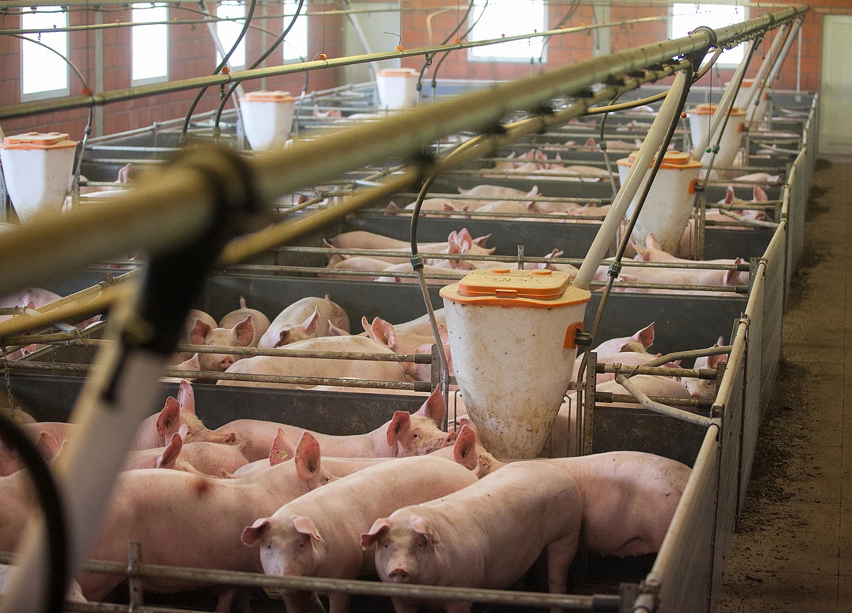 Global Meat Output to Fall as Fever Ravages China Pig Farms