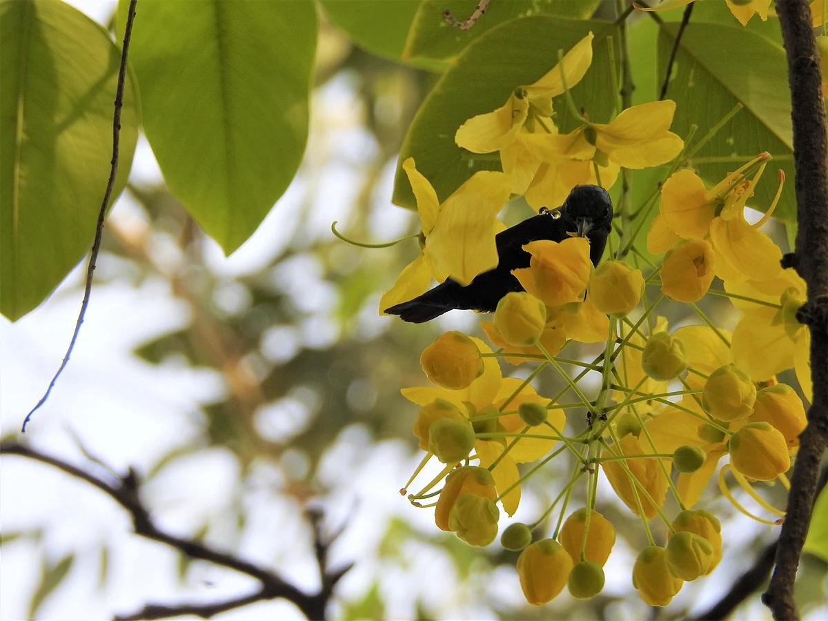 A purple Sunbird drinks from a laburnum blossom in Delhi’s Sarojini Nagar, a site where trees are proposed to be cut for ‘redevelopment’. (Photograph: Neha Sinha)