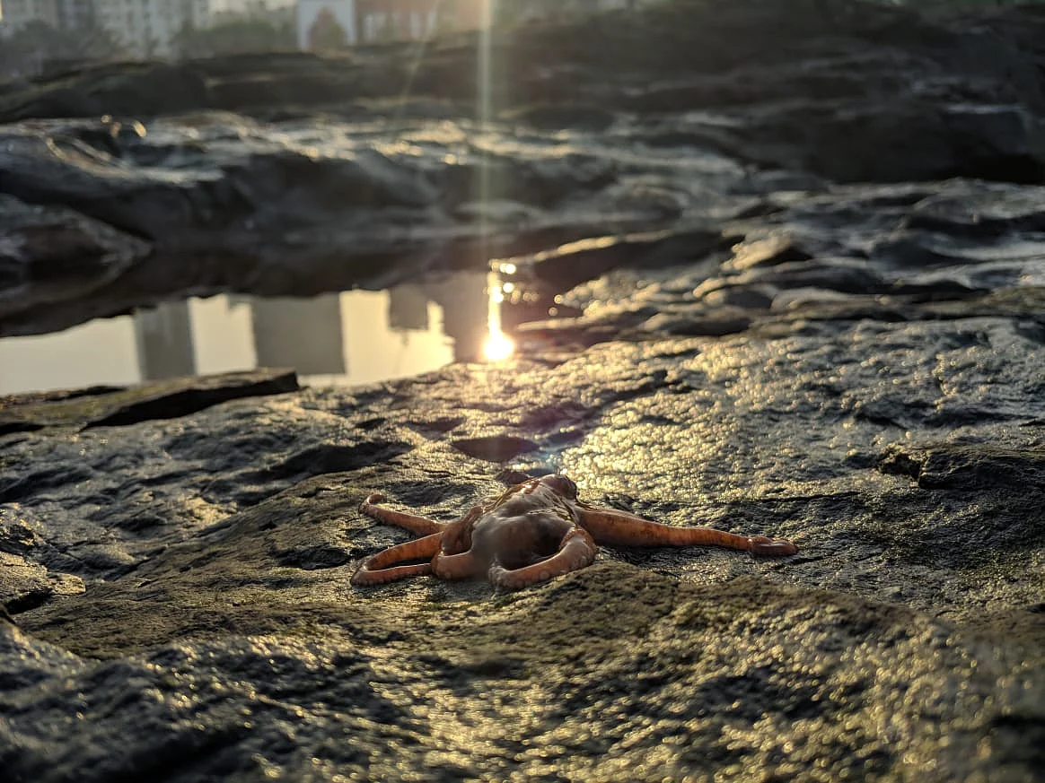 An octopus on the shore at Worli, Mumbai. (Photograph: with permission from Shaunak Modi)